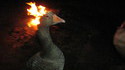 Une coiffure flamboyante