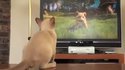 Kinect pour chat