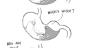 Digestion
