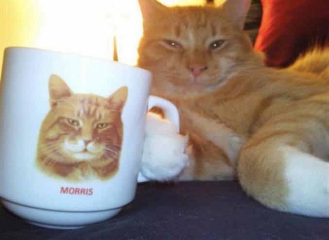 Sa tasse s'appelle Morris.