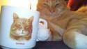 Mug attitré