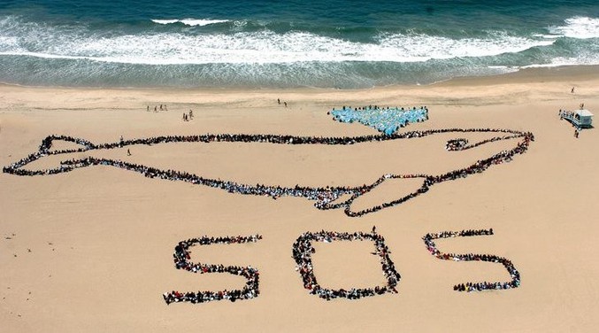 Un SOS pour protéger les baleines.
