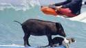 Surfeur cochon
