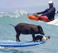 Surfeur cochon