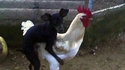 Comment naissent les chiens de punk