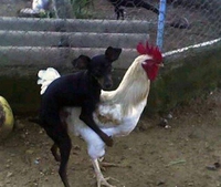 Comment naissent les chiens de punk