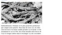 La plus grande attaque de crocodiles de l’Histoire