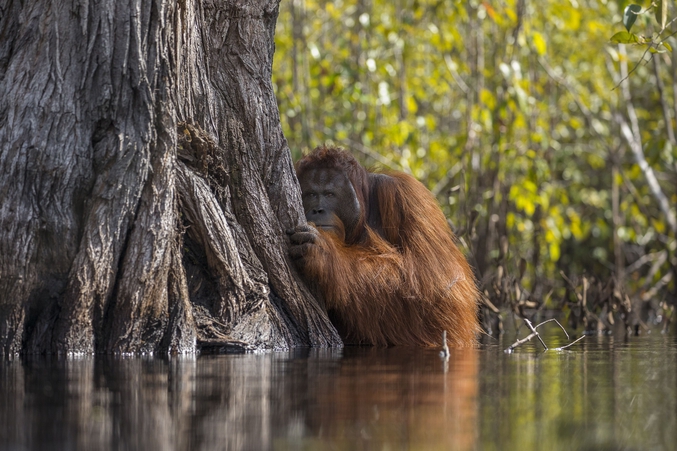 Un orang-outan hésite à traverser une rivière infestée de crocodiles. A savoir que ces mammifères n'apprécient pas l'eau, mais qu'ils s'y risquent lorsque leur habitat naturel est menacé. 
Photo de Jayaprakash Joghee Bojan.