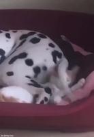 Une petite sieste tranquille 