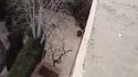 Spider Cat