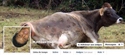 Profil FB