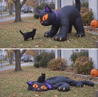 Evidemment, Hallowcat toujours vainqueur
