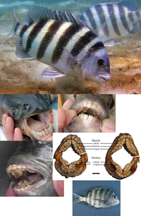 retrait aquatique : Archosargus probatocephalus