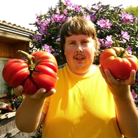 Des tomates de compétition