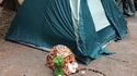 Emmener son chat en camping 