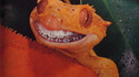 Gecko