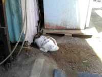 les p'tits FdP ont asservi les lapins....