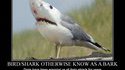 Bird/shark