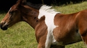 Cheval-ception