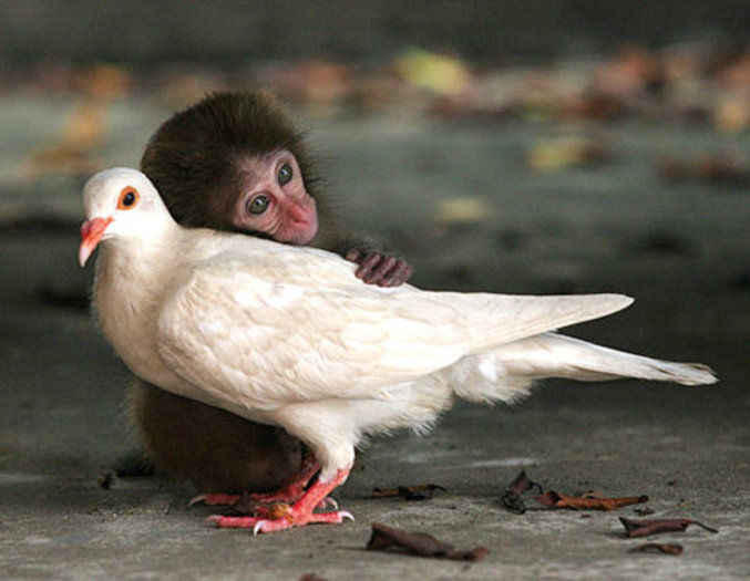 L'amour fou entre une colombe et un petit singe.