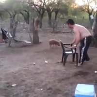 Comment attraper un porcelet