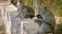 Les singes, tous des voleurs
