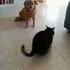 chat-balle