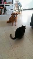 chat-balle