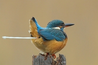 Le petit oiseau va sortir