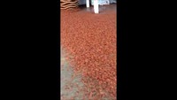 Invasion of crab babies - Christmas Island