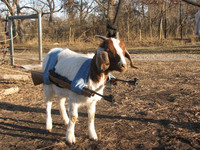 Chèvre d'assaut