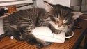 Chaton mignon