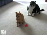 Chat et laser