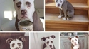 Un chien heureux