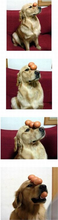 Pas bouger !