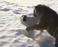 Tigre vs Chien