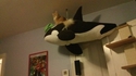 I'm the king of the world