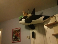 I'm the king of the world