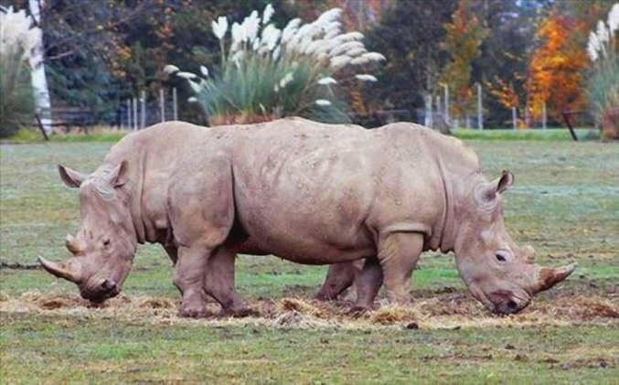... le rhinorhino féroce, 2ème animal le plus méchant de la savane.