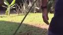 Un chasseur de reptile