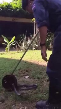 Un chasseur de reptile