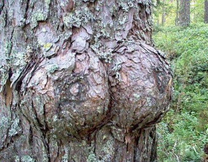 On dirait que cet arbre a une paire de seins.