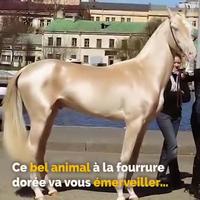 Un cheval 