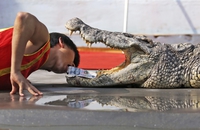 Nourrir un croco pour pas cher