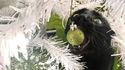 Il a la boule