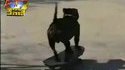 Skatedog