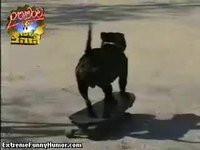 Skatedog