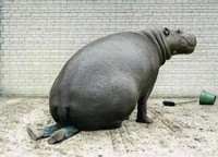 Dressage d'hippopotame