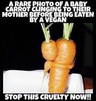 Après le cri, les pleurs de la carotte