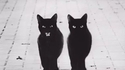 Chat noir, chat noir